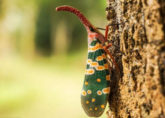 龍眼雞其實是一種蟲子，味道也比雞肉好吃多了