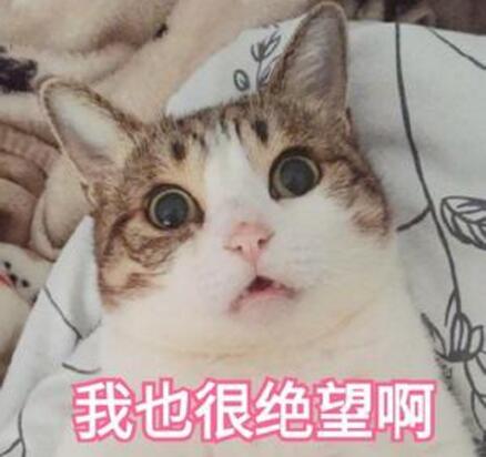 網(wǎng)紅萌寵瓜皮貓是什么品種，其實(shí)是普通的中華田園貓