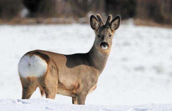 傻狍子其實(shí)一點(diǎn)都不傻，最萌東北神獸雪泥馬