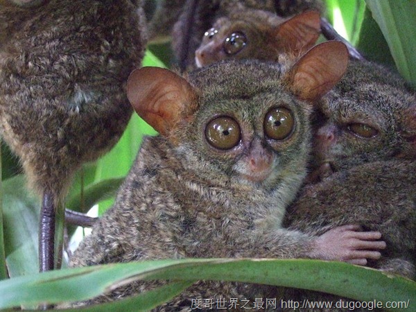 世界上最小但最聰明的猴子,跗猴