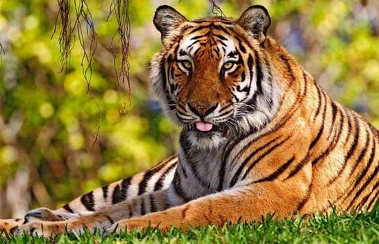 爪哇虎已滅絕，被人類從上萬(wàn)只殺到只剩20只