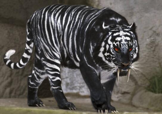 黑藍虎的外貌特征，黑藍色皮毛不確定是否真實存在