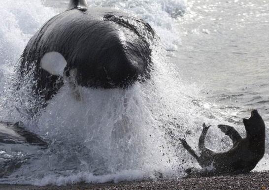 逆戟鯨以大白鯊為食，血盆大口可以吞下一整只海獅