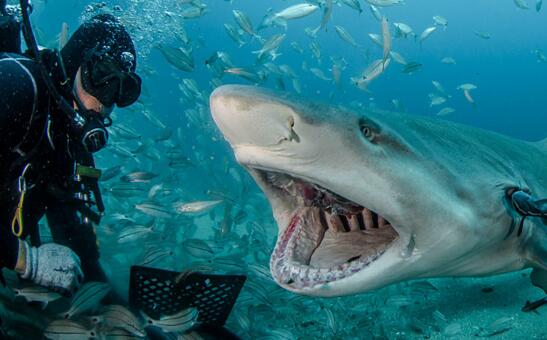 老板養(yǎng)檸檬鯊作為身份的象征，生性兇猛價格昂貴