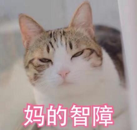 網(wǎng)紅萌寵瓜皮貓是什么品種，其實(shí)是普通的中華田園貓