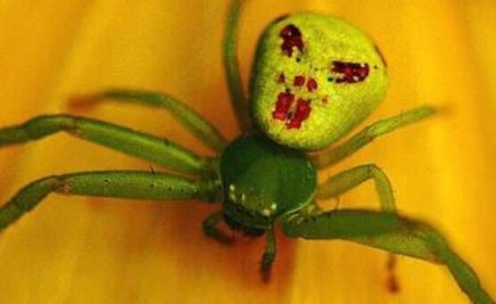 世界上最詭異的人面蜘蛛，因酷似人臉而得名(還有頭發(fā))