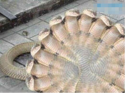 印度神廟驚現(xiàn)五頭蛇，五頭蛇是真的嗎(假的/是人為的ps作品)