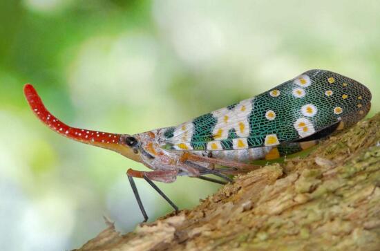 龍眼雞其實是一種蟲子，味道也比雞肉好吃多了