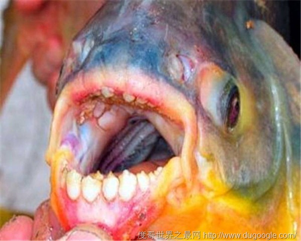 切蛋魚專攻男性下體，男性游泳者的水中克星