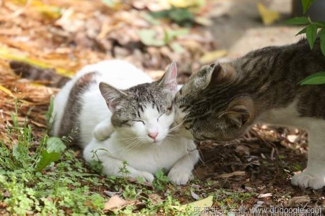 2017最萌的貓咪桌歷《KISS & LOVE 貓》被喵星人閃瞎