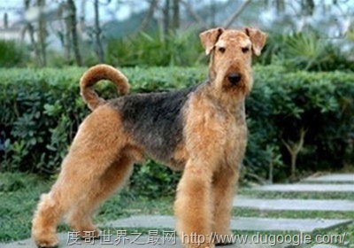 十大英國(guó)犬種盤點(diǎn) 蘇格蘭牧羊犬和牛頭梗最出名