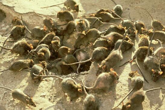 歷史上三大黑死病瘟疫，屠殺猶太人上億人遇難