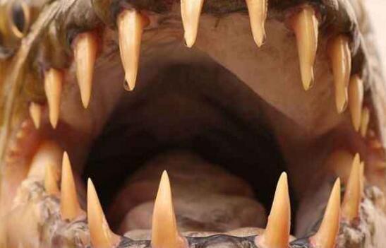 世界上最大的淡水魚，巨型水虎魚(長(zhǎng)1.8米/重達(dá)114斤)