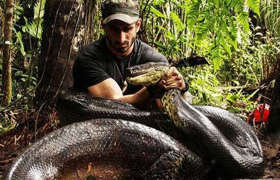 世界上最大的綠森蚺，位居食物鏈頂端(長6米/重達(dá)300斤)