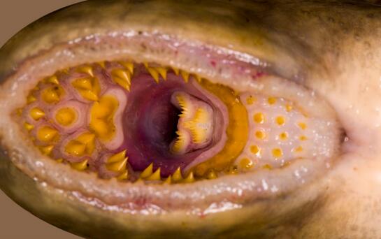 世界上最惡心的脊椎動物，七鰓鰻滿是牙齒的嘴巴吸血