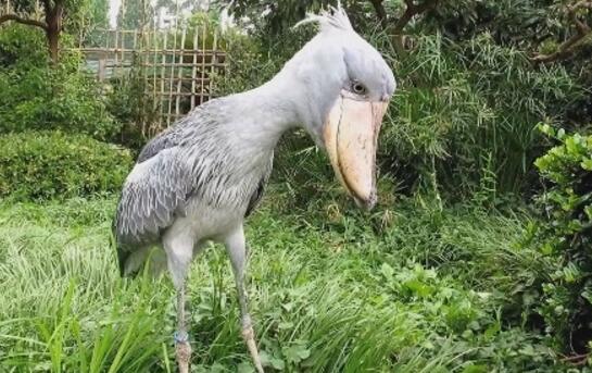 世界上頭最大的鳥,鯨頭鸛生吞鱷魚不在話下