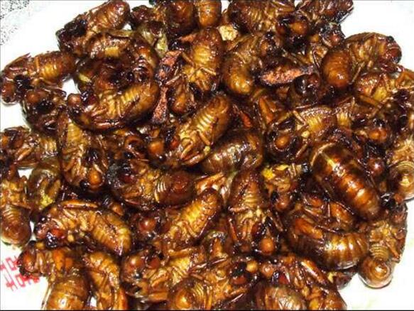 世界上最惡心的食物，油炸毒蜘蛛最"美味"(看了想吐)