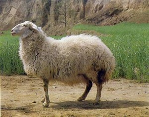 世界養(yǎng)羊最多的國(guó)家