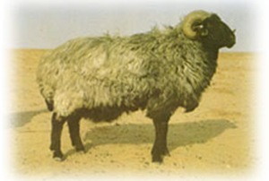 世界養(yǎng)羊最多的國(guó)家