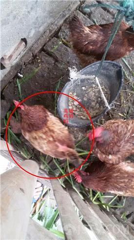 世界上最大的雞蛋