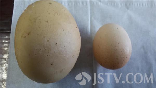 世界上最大的雞蛋