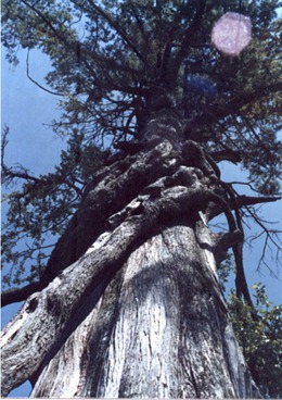 中國(guó)最珍貴的植物