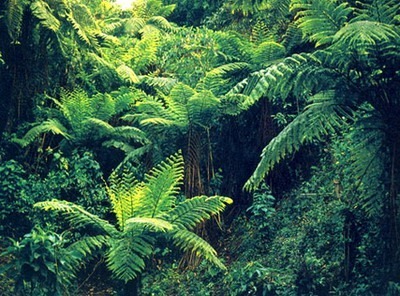 桫欏 中國(guó)最珍貴的植物