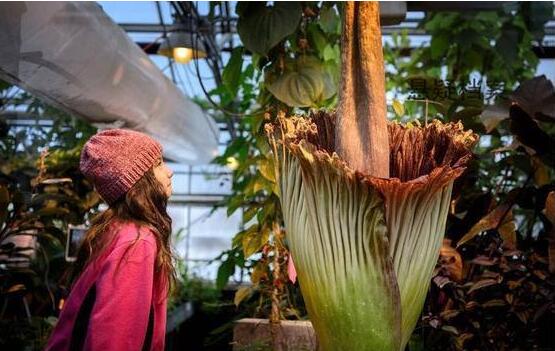 鬼吹燈中尸香魔芋花竟真的存在，是世界上最臭的花