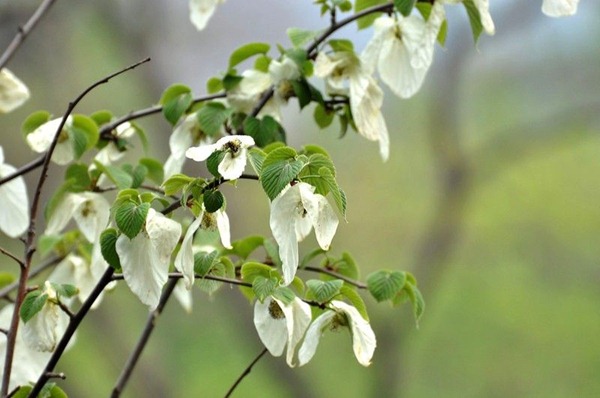 中國(guó)鴿子樹 中國(guó)最珍貴的植物