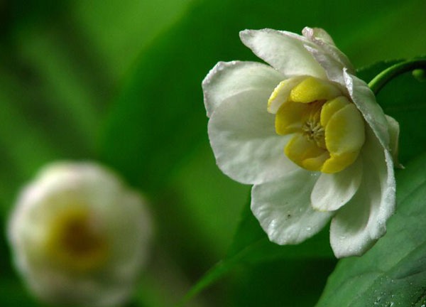 世界最產(chǎn)夏臘梅的地方 世界最產(chǎn)夏臘梅的地方