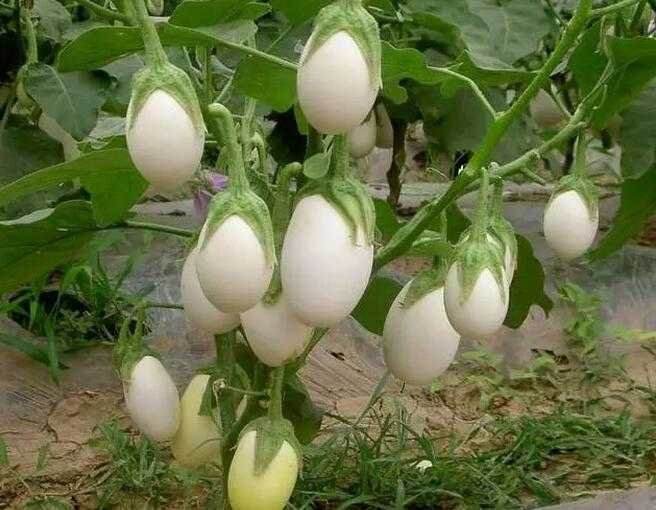 蛋樹上真的長滿了雞蛋還可以直接吃,這種神奇的植物是來自中國的