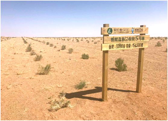 螞蟻森林中的梭梭樹(shù)全是荒草，雖然不起眼卻能創(chuàng)造奇跡(綠洲)