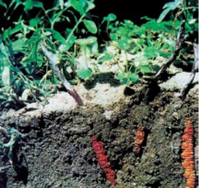 世界最產(chǎn)蟲(chóng)草的國(guó)家