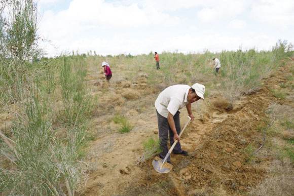 螞蟻森林中的梭梭樹(shù)全是荒草，雖然不起眼卻能創(chuàng)造奇跡(綠洲)