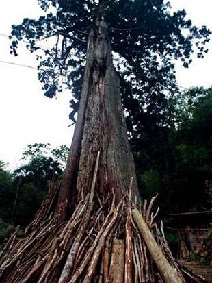 禿衫 中國(guó)最珍貴的植物