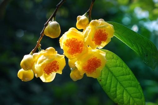 金花茶 中國(guó)最珍貴的植物