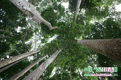 最高大的闊葉喬木 望天樹和擎天樹 中國(guó)最珍貴的植物