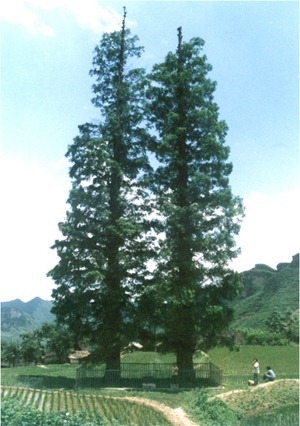 龍山縣洛塔鄉(xiāng)古水杉 中國(guó)最珍貴的植物