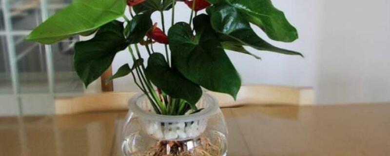 水養(yǎng)紅掌能活多久