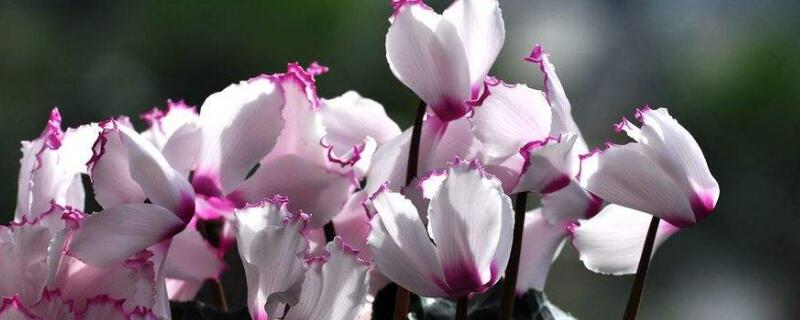 仙客來(lái)葉子發(fā)黃怎么辦