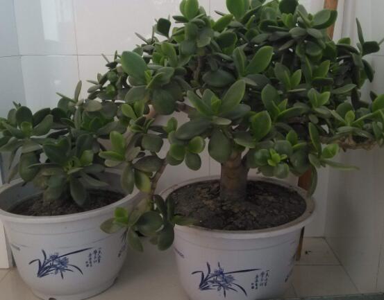 植物燕子掌有毒嗎，無毒與有毒需待進(jìn)一步科學(xué)考證(證據(jù)不足)