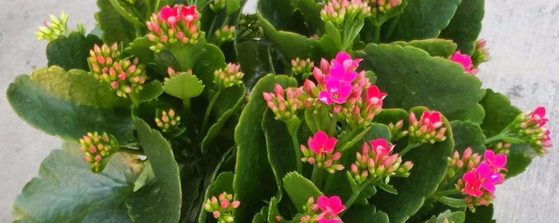 長(zhǎng)壽花葉邊發(fā)紅是怎么回事