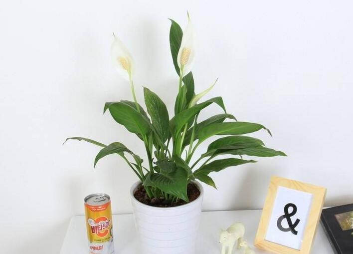 一帆風(fēng)順用什么營(yíng)養(yǎng)液，濃縮型營(yíng)養(yǎng)液（發(fā)芽多發(fā)枝快）