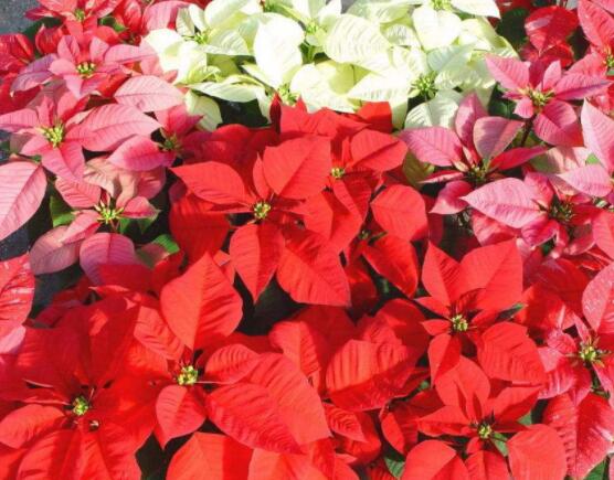 一品紅花語寓意是什么，代表著為你一路降妖除魔