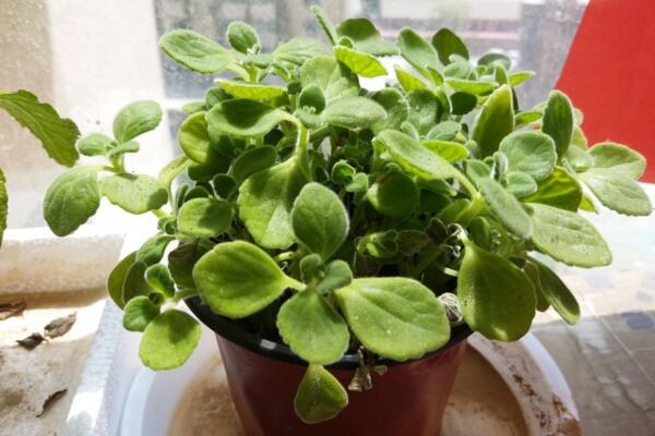 碰碰香冬天怎么養(yǎng)，碰碰香冬季養(yǎng)護(hù)經(jīng)驗分享