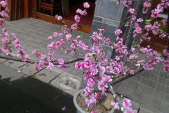 桃花適合家養(yǎng)嗎，放在家中裝飾效果極佳
