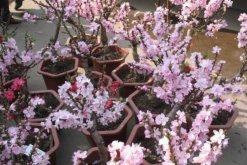 盆栽桃花的養(yǎng)殖方法，保證土壤、環(huán)境適宜
