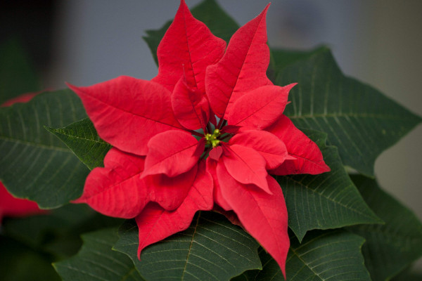 一品紅的養(yǎng)殖方法和注意事項(xiàng)，用混合營養(yǎng)土栽植