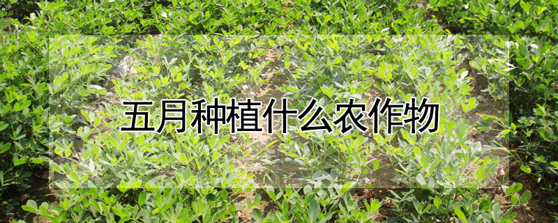 五月種植什么農(nóng)作物