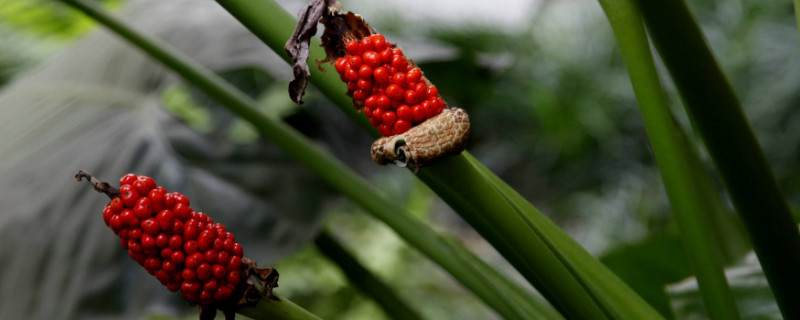 滴水觀(guān)音葉子有白點(diǎn)